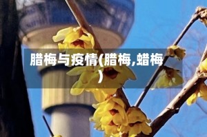 腊梅与疫情(腊梅,蜡梅)
