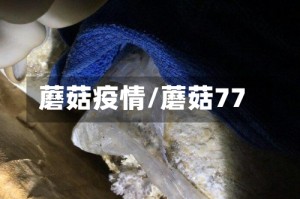 蘑菇疫情/蘑菇77