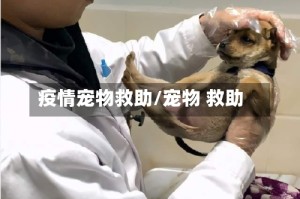 疫情宠物救助/宠物 救助
