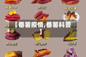 【番薯疫情,番薯科普】