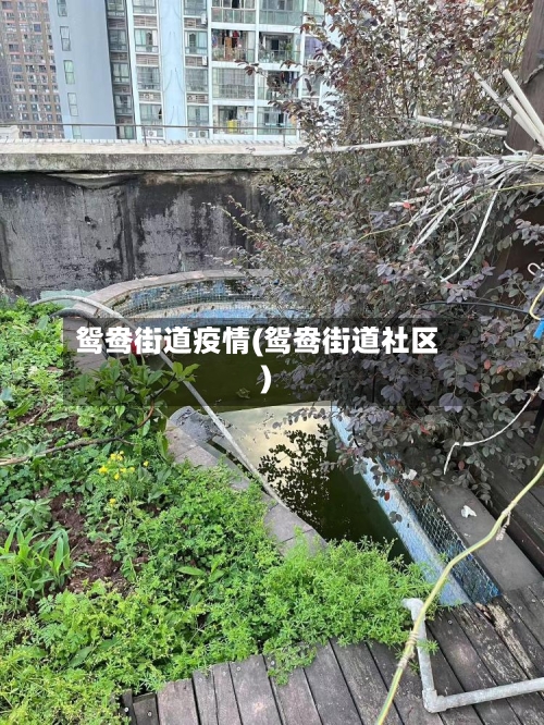 鸳鸯街道疫情(鸳鸯街道社区)-第1张图片