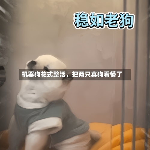 机器狗花式整活，把两只真狗看懵了-第3张图片