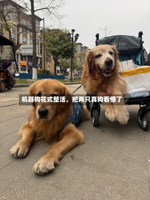 机器狗花式整活，把两只真狗看懵了-第1张图片