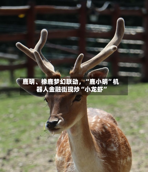 鹿明、橡鹿梦幻联动	，“鹿小明”机器人金融街现炒“小龙虾	”-第1张图片
