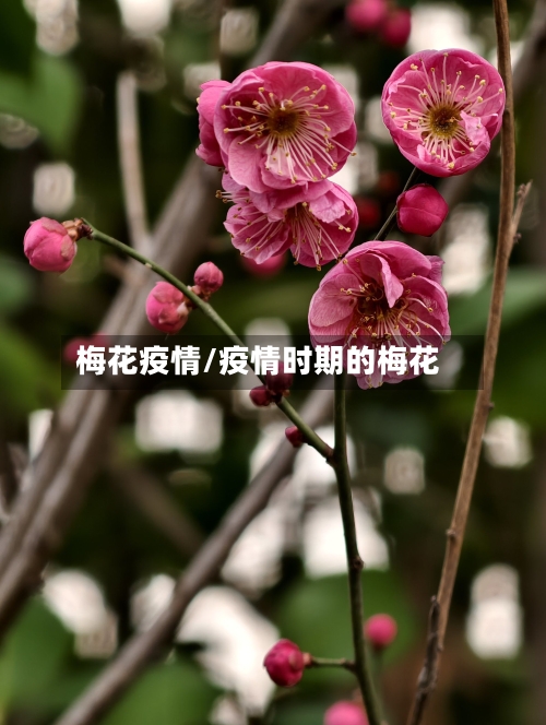 梅花疫情/疫情时期的梅花-第1张图片