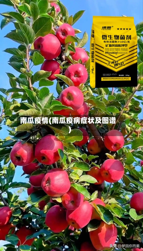南瓜疫情(南瓜疫病症状及图谱)-第1张图片