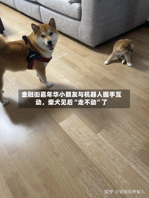 金融街嘉年华小朋友与机器人握手互动	，柴犬见后“走不动	”了-第1张图片