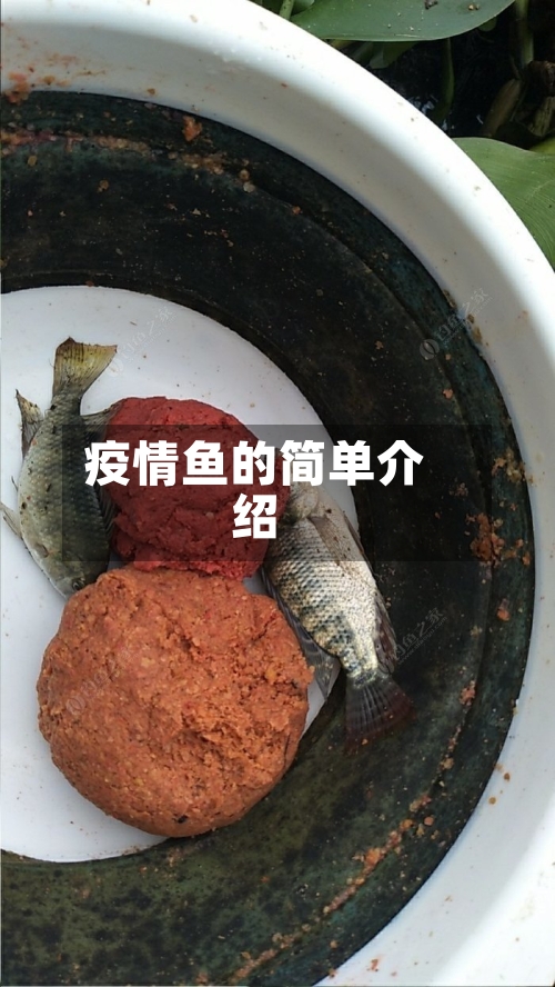 疫情鱼的简单介绍-第1张图片