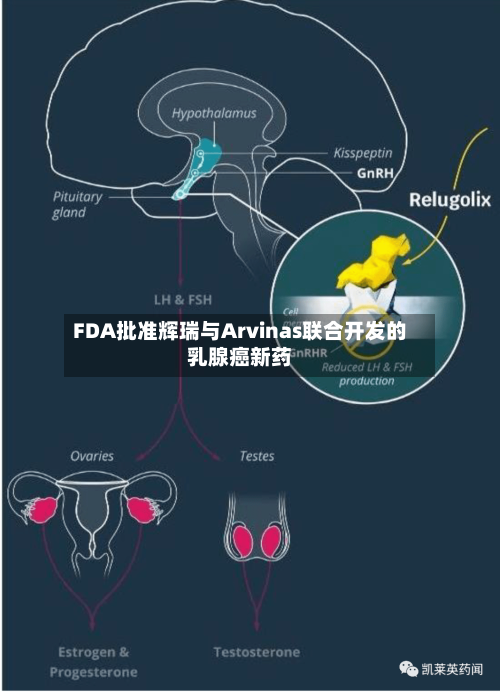 FDA批准辉瑞与Arvinas联合开发的乳腺癌新药-第2张图片