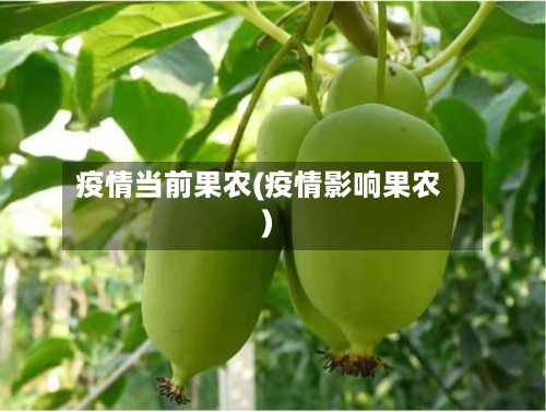 疫情当前果农(疫情影响果农)-第1张图片