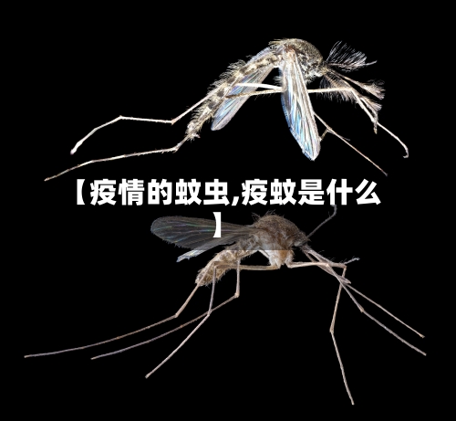 【疫情的蚊虫,疫蚊是什么】-第2张图片