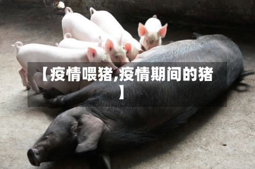 【疫情喂猪,疫情期间的猪】-第1张图片