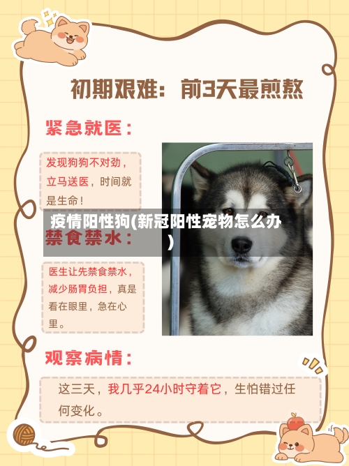 疫情阳性狗(新冠阳性宠物怎么办)-第1张图片
