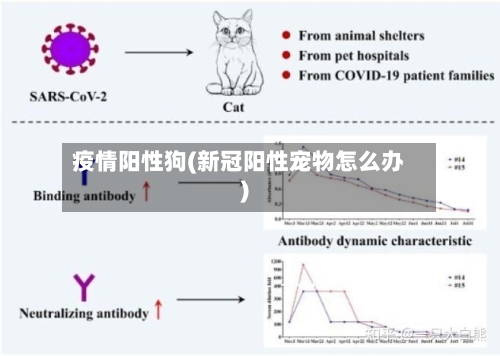 疫情阳性狗(新冠阳性宠物怎么办)-第3张图片