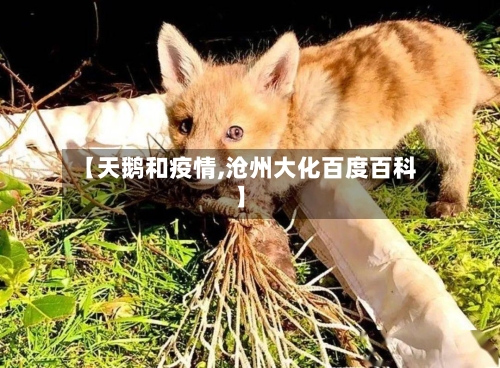 【天鹅和疫情,沧州大化百度百科】-第2张图片