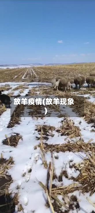 放羊疫情(放羊现象)-第2张图片