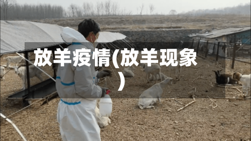 放羊疫情(放羊现象)-第3张图片