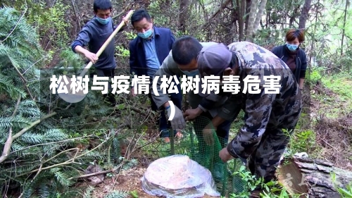 松树与疫情(松树病毒危害)-第1张图片